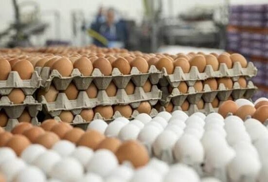 أسعار البيض في الأسواق